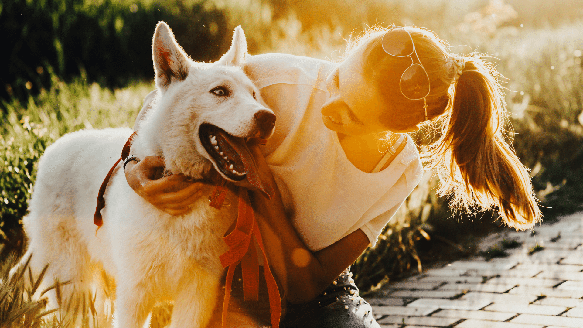 petsitter rzeszów domowy hotel dla psów