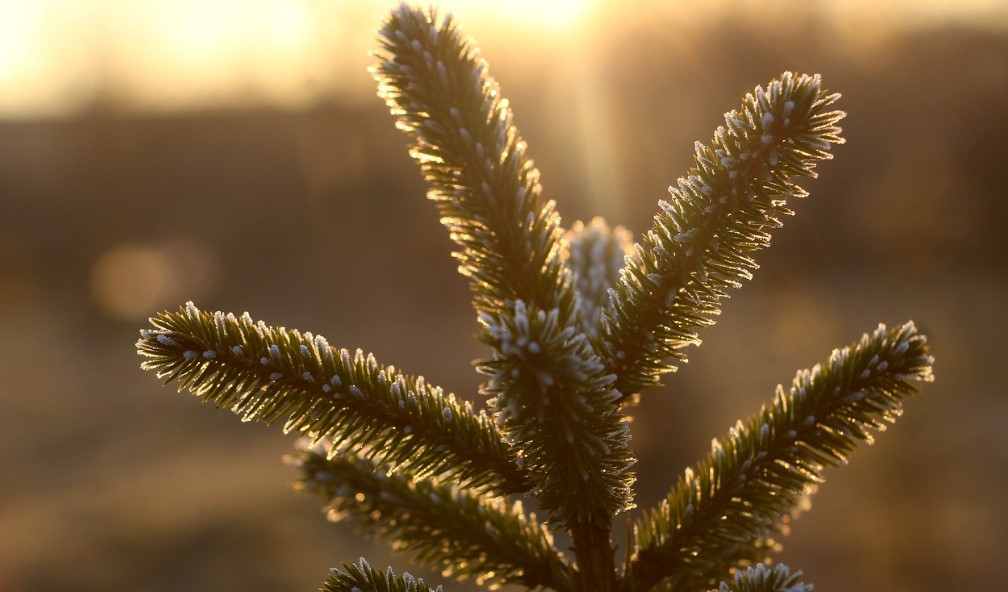 Ogród z iglakami sztuka kompozycji